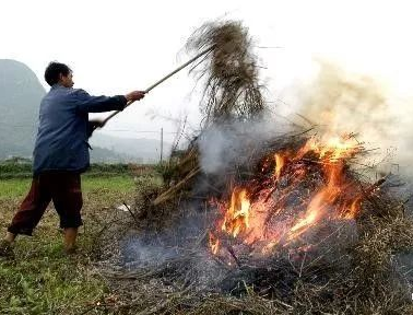 你年年都想燒的秸稈，今年可以吃票子了！