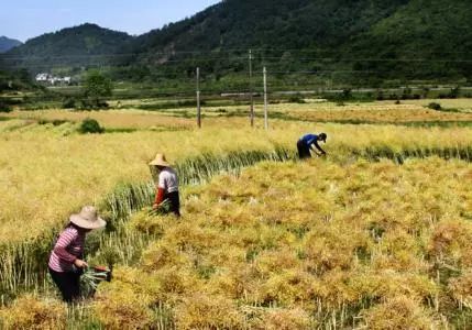 秸稈禁燒季 | 禁止一切露天焚燒秸稈行為！附縣政府禁燒通告、鎮(zhèn)政府倡議書(shū)